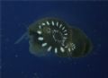Bythinella&nbsp;schmidtii